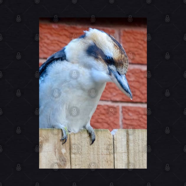 Kookaburra on the Fence! by Mickangelhere1